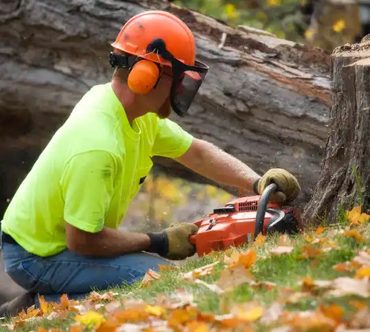 tree services Elsmere